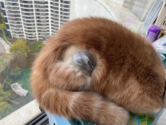 -艾贝尔宠物诊疗