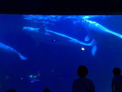 -皇家极地海洋世界-售票处