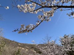 -樱花山风景区