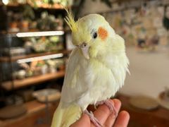 -吉丁鸟咖·异宠·寄养