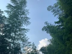 -大围山国家森林公园