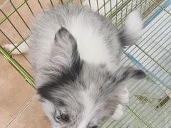 -Let's go狗咖·猫咖·奶狗·桌游(春熙路IFS店)