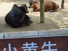 -青青世界
