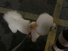 -瑞鹏宠物医院·微创内窥镜·骨外科·牙科(翠竹分院)