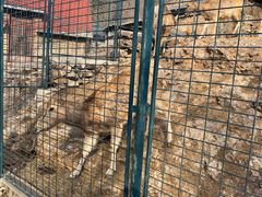 -大连森林动物园