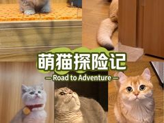 -欣宠猫屋·矮脚拿破仑·蓝金金渐层