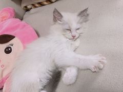 -瑞派名望志远动物医院·猫科·內科·异宠专科(直港大道店)