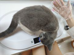 -lincat·猫舍(广州店)