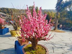 -无锡梅园公园