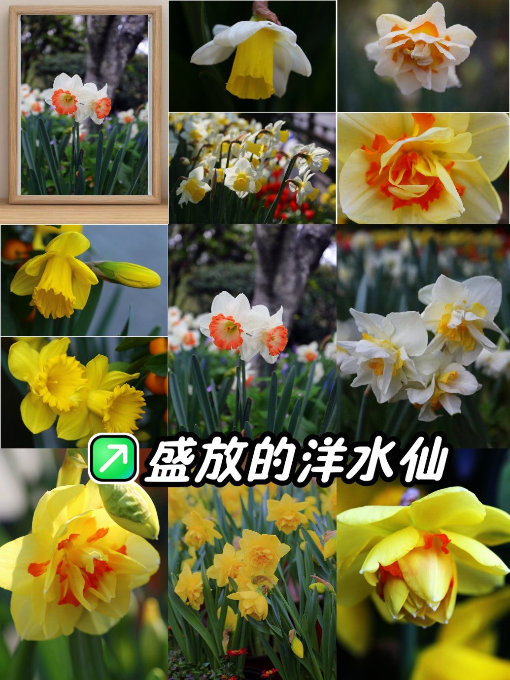 绚丽多姿的洋水仙