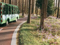 -黄海国家森林公园