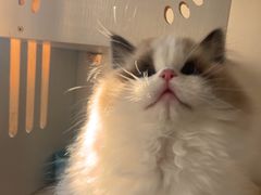 -东方名猫馆·英短金渐层布偶猫舍(环线广场1号楼店)