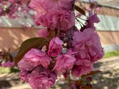 -莱阳濯村樱花园