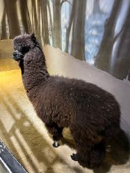 -酷嗒动物文化乐园(cutezoo西溪乐天城店)