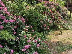 -洛阳市隋唐城遗址植物园