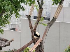 -成都大熊猫繁育研究基地