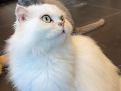 -猫小院猫主题餐厅(南锣旗舰店)