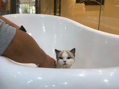 -momokira米努特·德文卷毛猫·棉花面纱犬