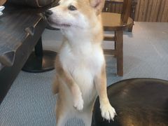 -柴源莊·柴小宠柴犬咖啡