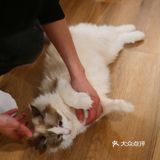 猫咖还能打桌游，这也太治愈了 