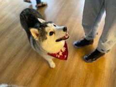 -Husky Go! 哈士奇体验馆·宠物咖啡厅狗咖