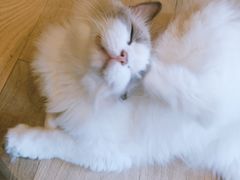 -CAT’S MEWSTAR CAFE·喵星球猫屋(晴湾咖啡店)