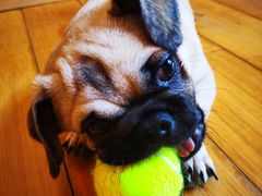 -喜柴咖啡·柴犬狗咖