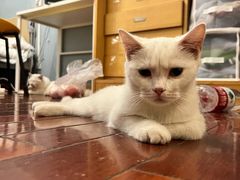 -纳吉亚猫专科动物医院博雅分院
