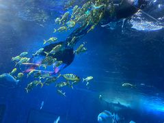 -太平洋海底世界