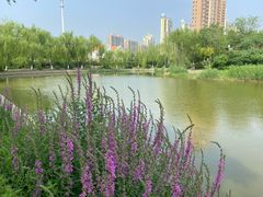 -南翠屏公园