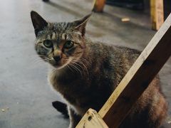 -老街杂酱面(东升街店)