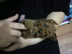-宠颐生中康贝怡动物医院