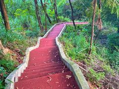 -铁山坪森林公园