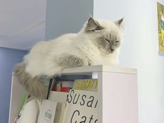 -喵的天空名猫咖啡馆·撸猫·猫舍·用品