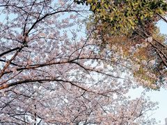 -高东镇樱花园