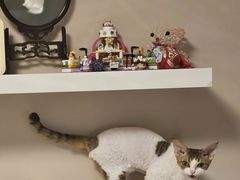 -momokira米努特·德文卷毛猫·棉花面纱犬