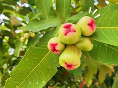 -三亚凤凰水城凯莱度假酒店