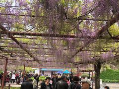 -嘉定紫藤园