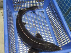 -大鹅岛灶台鱼·铁锅炖(水库路店)