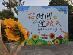 -杭州湾海上花田景区