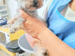 -宠爱多约克夏马尔济斯泰迪小型犬专卖