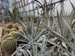 -北京植物园-展览温室