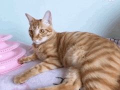 -灵美宠物诊所