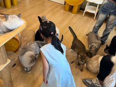 -有喵·猫咖·狗咖·30几只猫10只小狗(岗厦店)