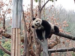 -都江堰中华大熊猫苑