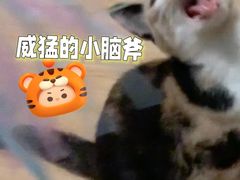 -伟伟宠物医院·CT影像中心·瑞派犬猫综合性门诊(汉口总院)