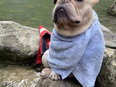 -萌宠之家·腊肠犬·马尔泰·小体犬舍