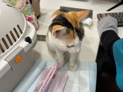 -小伙伴宠物医院·CT·骨科·眼科(高新店)