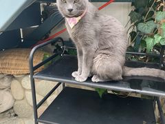 -喵屿·大理花园猫咖