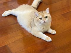 -Bastet sally猫舍购宠(静安店)